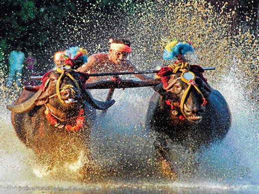 Kambala